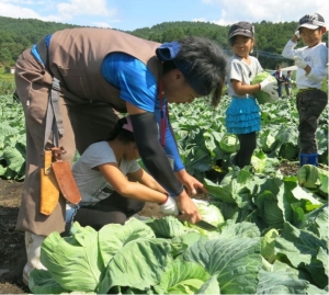 子ども達にキャベツの切り方を教えながら、一緒に収穫するBRASSICAメンバーたち写真