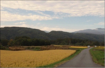 収穫時期を迎えた嬬恋村の稲写真