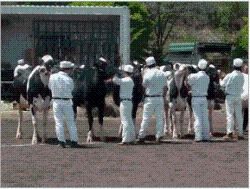 入賞した飼養者と乳牛写真