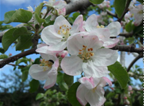 摘花剤の散布適期を迎えたリンゴの花そうの様子写真