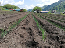 長野原町での夏秋どりネギ栽培の様子写真