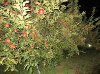 ライトアップされたリンゴ園の写真
