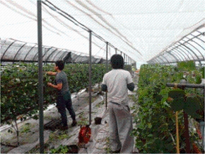 イチゴ育苗施設でのハダニ採取の様子写真