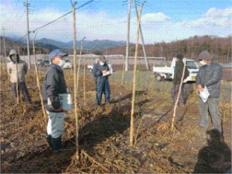 タラノキほ場の管理と生育確認の様子写真