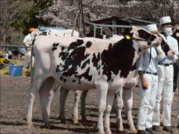 受賞牛の写真