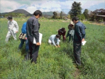 簡易更新後の牧草の様子写真