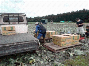 圃場での検討の様子写真