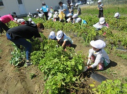 小学校と連携した収穫体験の様子写真