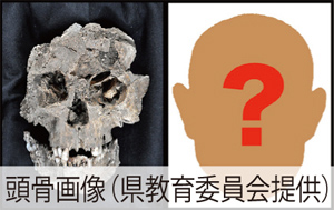頭骨画像（県教育委員会提供）の写真