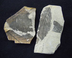 木の葉の化石の写真
