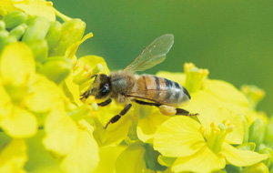 菜の花とセイヨウミツバチの写真