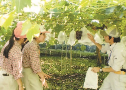 収穫体験をする参加者（花き・果樹コース）の様子写真