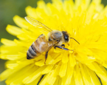 タンポポの花とセイヨウミツバチの画像