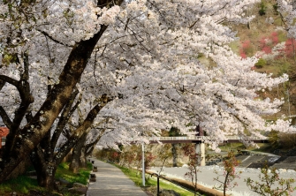 桜並木遊歩道の写真