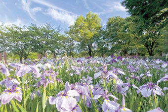 館林花菖蒲園の写真