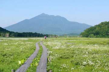 ワタスゲに包まれる尾瀬ケ原の画像