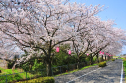 桜並木路の画像