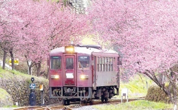 わたらせ渓谷鐵道と満開のハナモモの画像