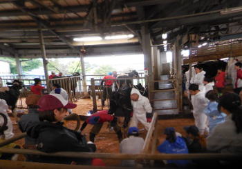 関東甲信越地区牛削蹄競技大会が開催されましたの画像4