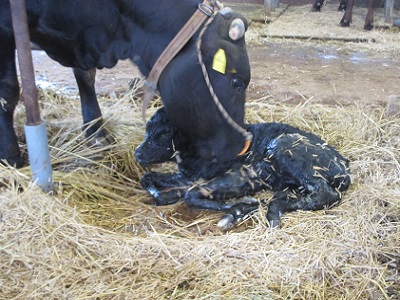 ​なんと、酪農肉牛コース見学中に子牛が生まれましたの画像