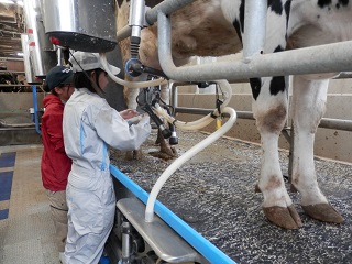酪農肉牛コース搾乳作業の画像