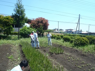 森林コース 苗畑の除草作業の画像