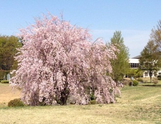 しだれ桜