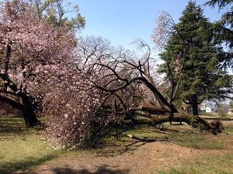 八重桜