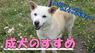 成犬のすすめ（動画へのリンク）