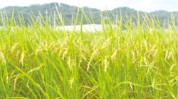 飼料米の画像