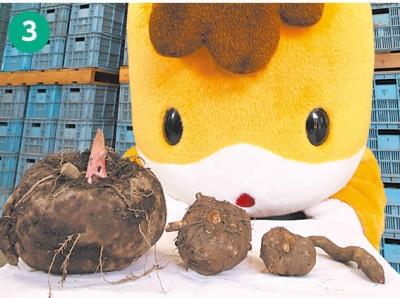 コンニャク芋の大きさを比較する画像