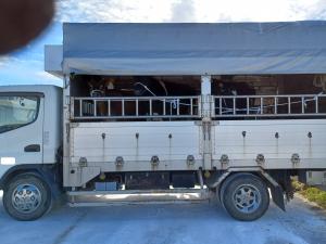 トラックに乗せられた退牧牛の写真