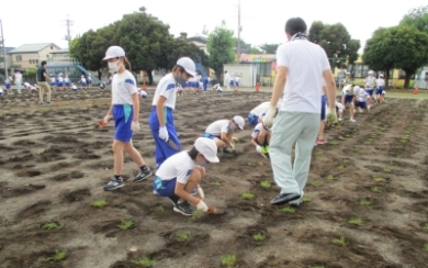 児童たちが芝の苗を植える写真