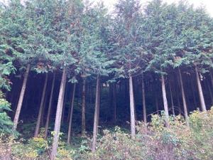 日本カーリットの森の写真