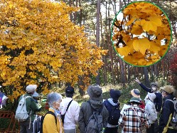 観察会の様子の画像その３