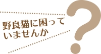 野良猫に困っていませんか？の画像