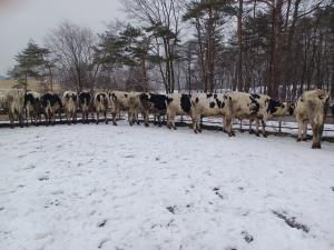 雪が降る中、牛が飼料を食べている写真