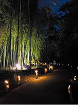 高山社跡遊歩道の竹林ライトアップの画像