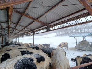 牛の背中に雪が積もっている写真