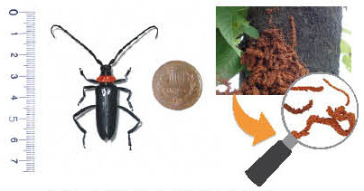 クビアカツヤカミキリの成虫（左）とフラスの画像
