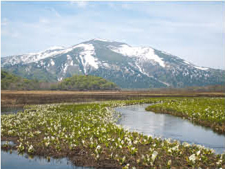 ミズバショウと至仏山の画像