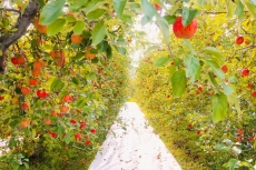 中之条町「りんご黄葉」の写真