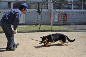 訓練のごほうび　ボール遊び