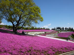 八王子山公園芝桜の写真