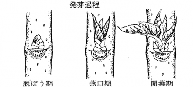 発芽過程画像