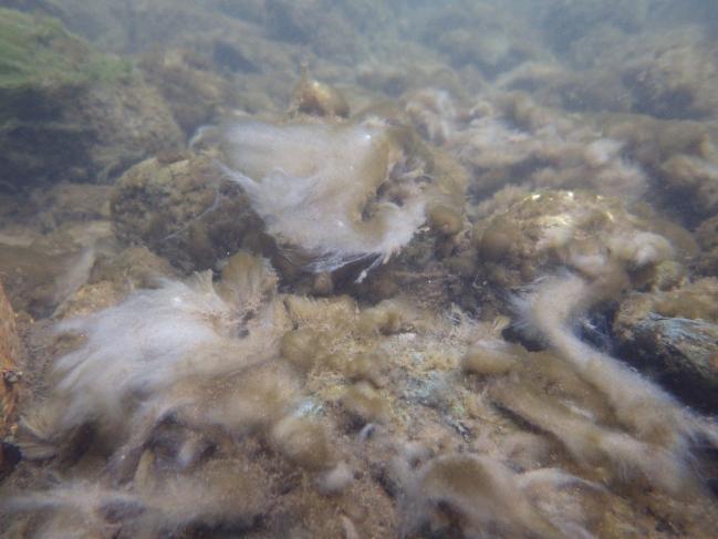 川底の石に繁茂したミズワタクチビルケイソウ画像