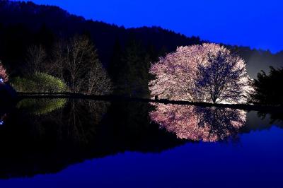 「夜の闇に映える針山の天王桜」（片品村）の写真