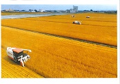 麦収穫写真