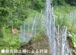 獣害防止柵の画像