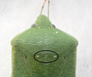 ミナミアオカメムシの特徴　小楯板の斑点の写真